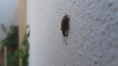 Lagria grenieri