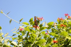 Pseudogynoxys benthamii