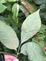 Mycosphaerella fraxinicola