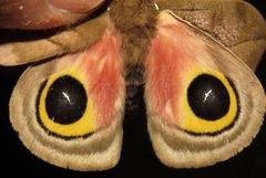 Automeris zugana