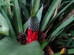 Aechmea sphaerocephala