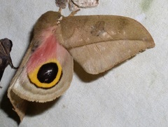 Hemileucinae