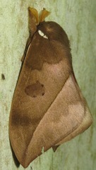 Automeris zugana