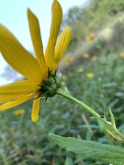 Helianthus