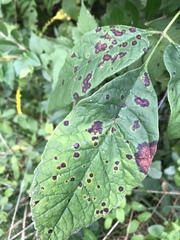 Mycosphaerella fraxinicola