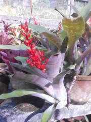 Aechmea victoriana