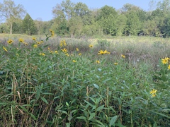 Helianthus