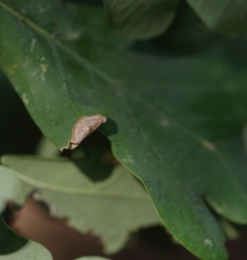 Macrodiplosis pustularis