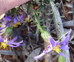 Olearia magniflora