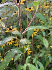 Rudbeckia triloba