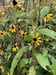 Rudbeckia triloba