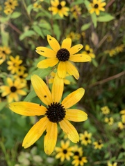 Rudbeckia triloba