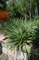 Alcantarea roberto-kautskyi