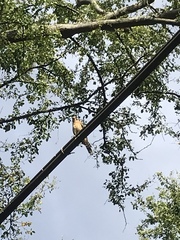 Falco sparverius