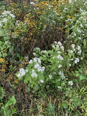 Ageratina altissima