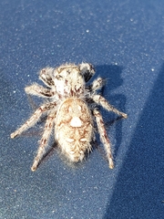 Phidippus carolinensis