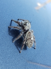 Phidippus carolinensis