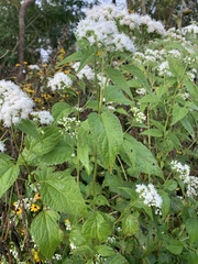 Ageratina altissima
