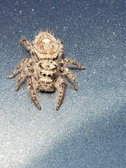 Phidippus carolinensis
