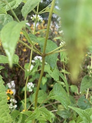 Ageratina altissima