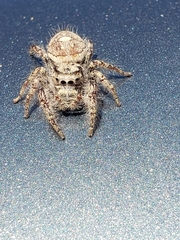 Phidippus carolinensis