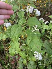 Ageratina altissima