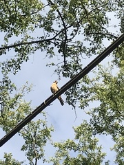 Falco sparverius