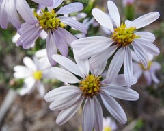 Olearia calcarea