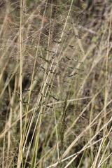 Sporobolus ludwigii