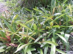 Billbergia amoena