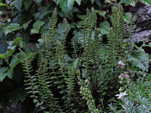 Polystichum lachenense, photograph 5