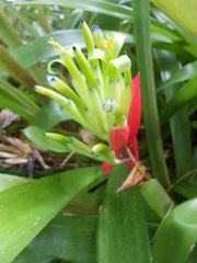 Billbergia amoena