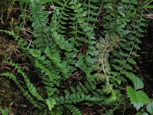 Polystichum lachenense, photograph 4