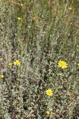 Senecio achilleifolius