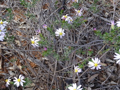 Olearia calcarea
