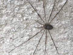 Dicranopalpus ramosus