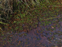 Potamogeton polygonifolius