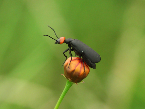 Red-headed Blister Beetle photo 2