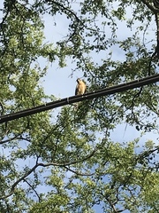 Falco sparverius