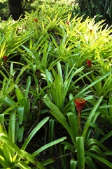 Canistrum aurantiacum