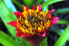 Canistrum aurantiacum