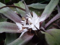 Cryptanthus