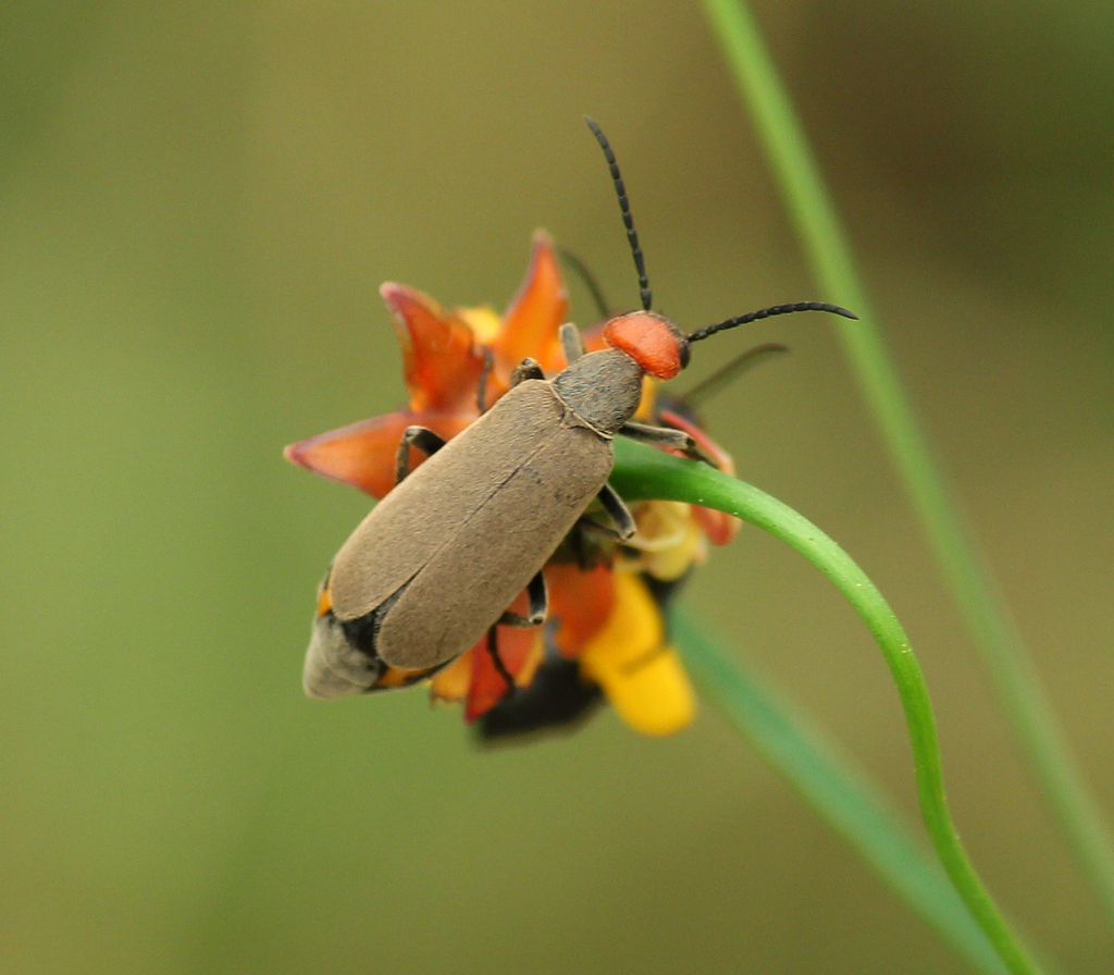 Red-headed Blister Beetle