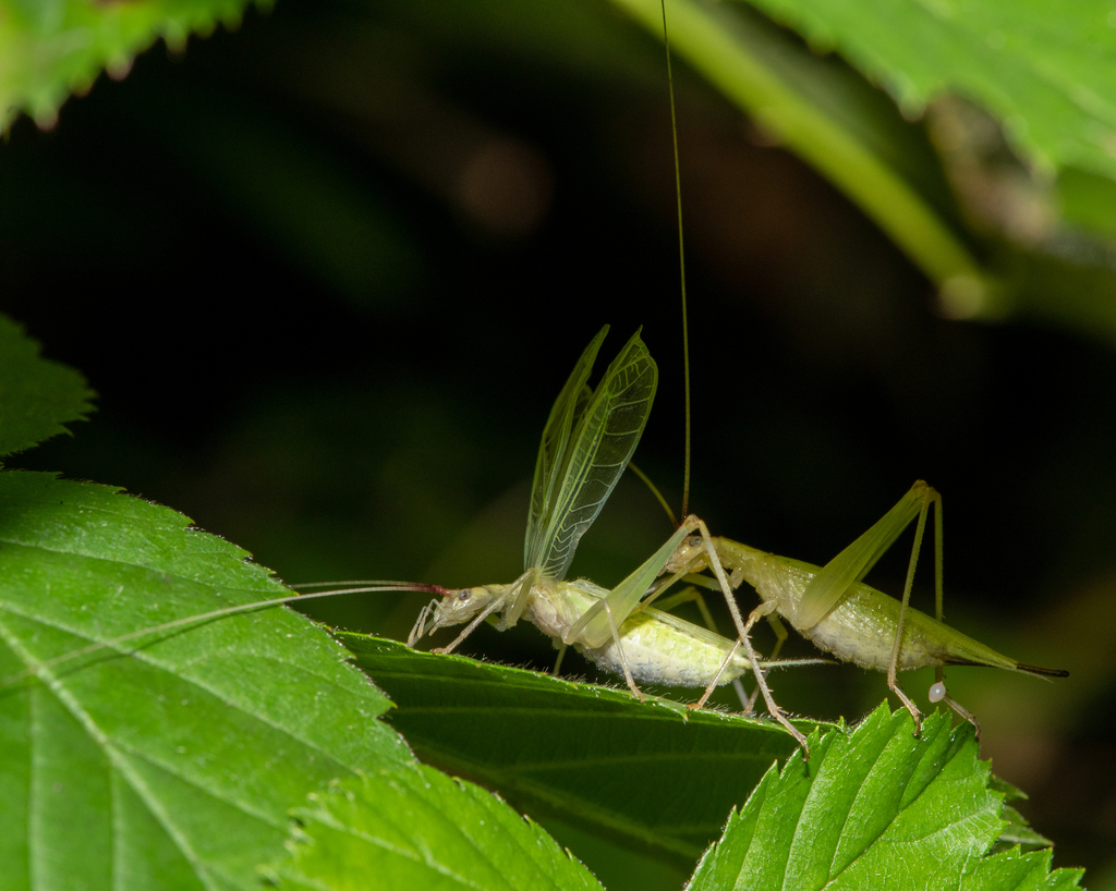 Common Tree Crickets