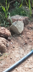 Hypolimnas misippus