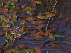 Potamogeton polygonifolius