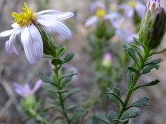 Olearia calcarea