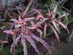 Cryptanthus
