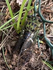 Neotibicen latifasciatus