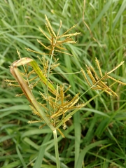 Cyperus esculentus leptostachyus